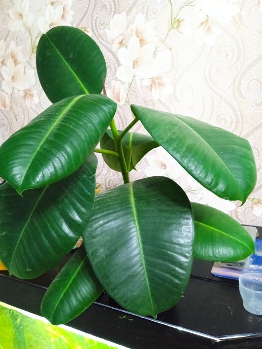 Фикус каучуконосный