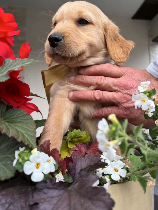 Golden retriever Samiec
