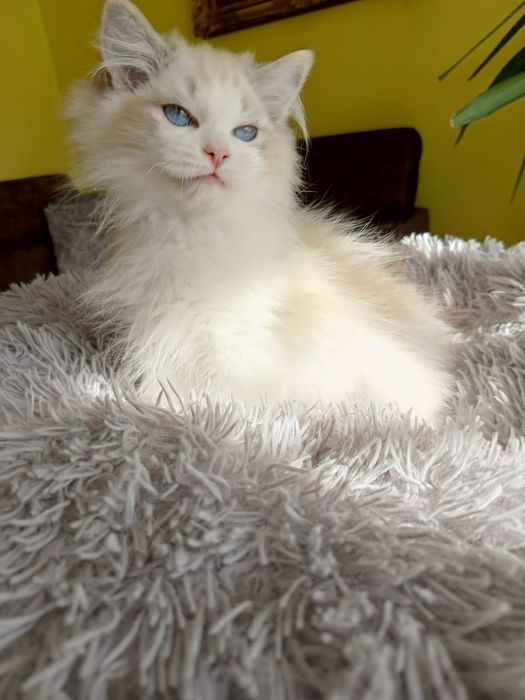 Kocurek Ragdoll, Międzynarodowy Rodowód FPL