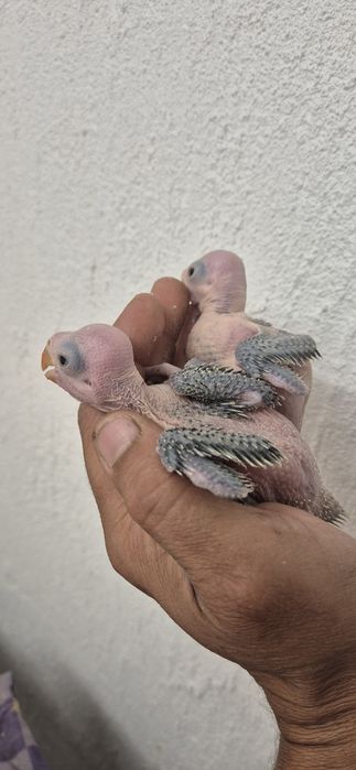 Aves domesticadas