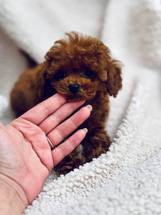 Єлітна Малишка той пудель Ред браун,кітай, мінні