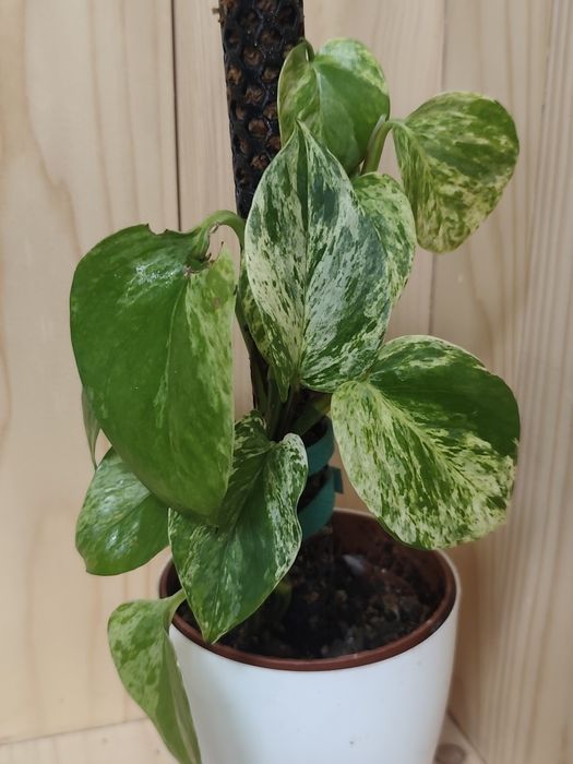 Epipremnum meble Queen