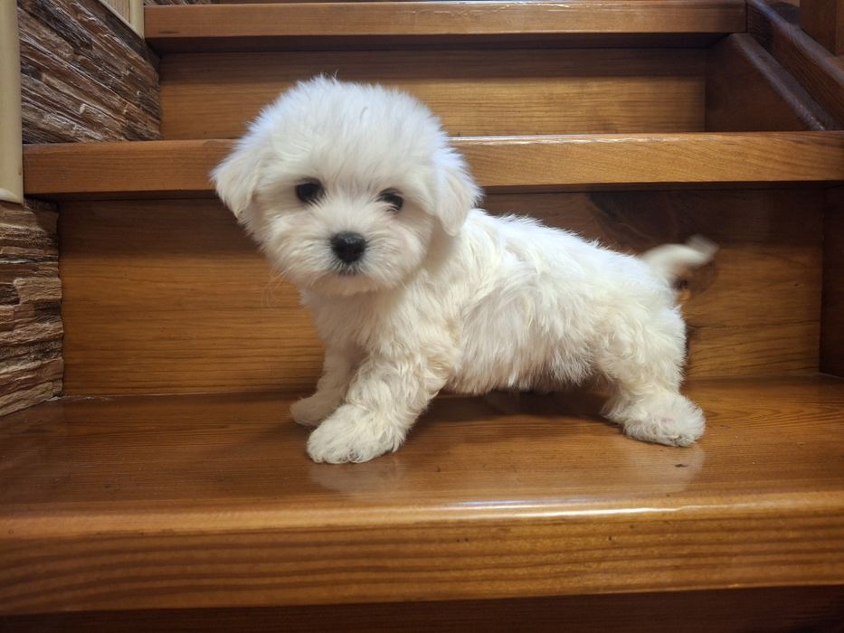 Кукольные девочки Мальтезе.