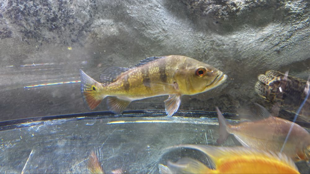 Cichla monoculus (Tucunare) 25cm