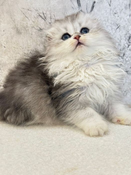 Femea scottish fold orelha perfeita