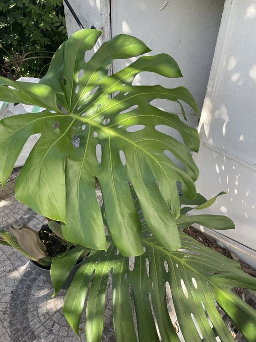 Monstera, costela de adão.