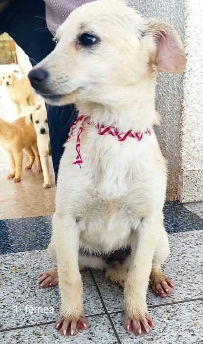 Caezinhos com 3 mesinhos para adopção