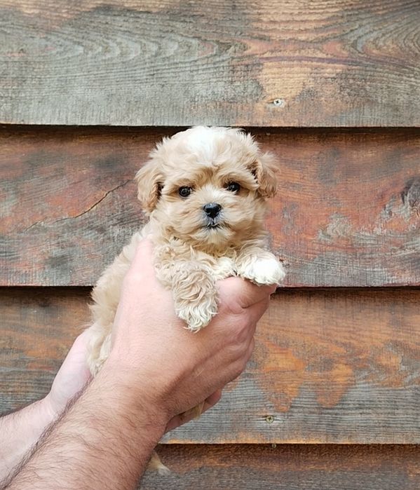 Мальтипу микро и мини