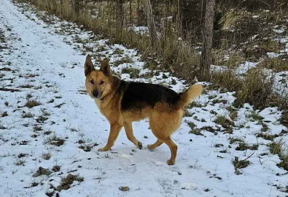 Fox nadal bez domu