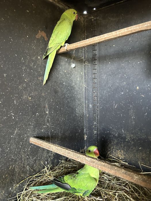 Tenho para ceder casal de rig necks de 3025