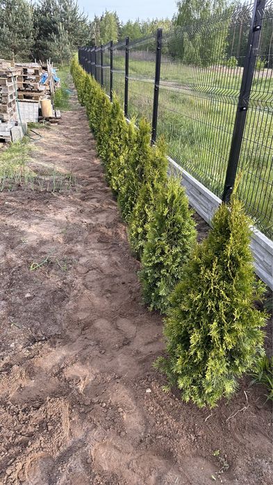 Tuja, tuje szmaragd. Duże, zdrowe sadzonki- wybierz sam .