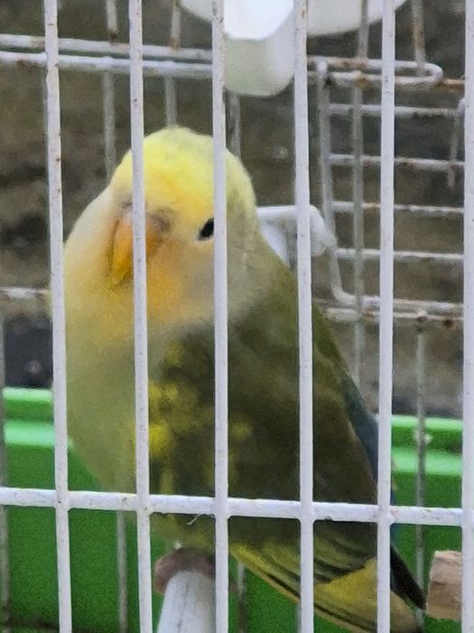 Vendo agapones  naceram 3 de Dezembro