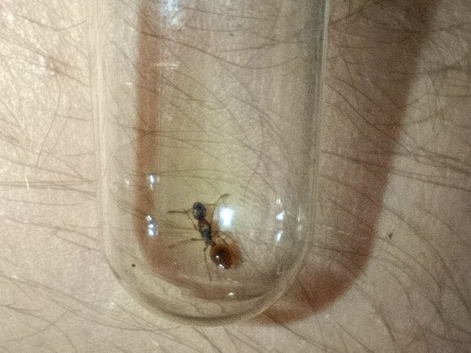 Муравьи Myrmica sp