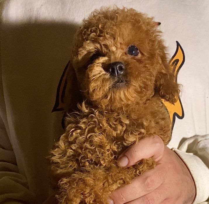 Необыкновенные капучинки мини мальтипу , той пудель