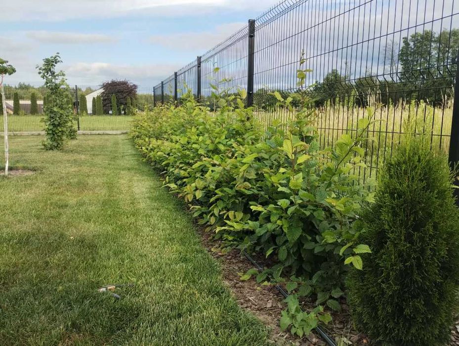 Grab Pospolity Carpinus Betulus sadzonki 100-150cm