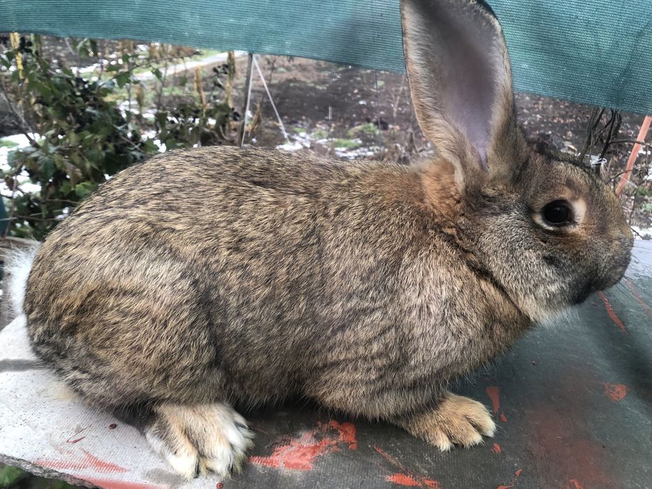 Продам Кроликів!