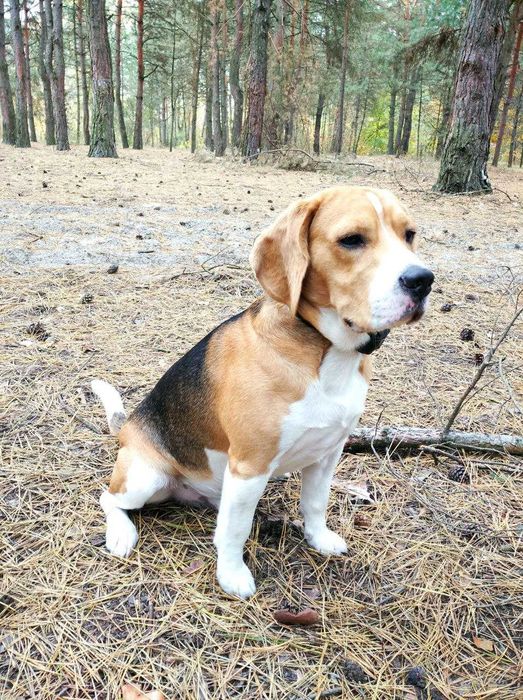 Бигль для вязки. Родословная КСУ