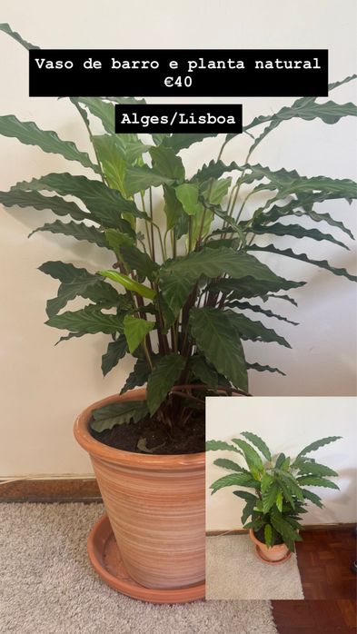Planta e vaso de barro