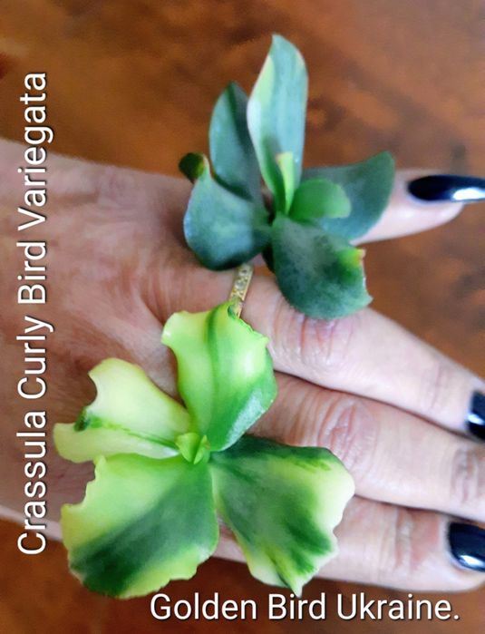 Акцiя! Красули, товстянки, грошовi дерева, Crassula.