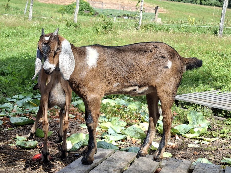 Kozy koza cap anglonubijska cał stado
