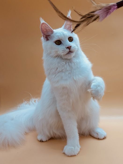 Мейн кун девочка с документами