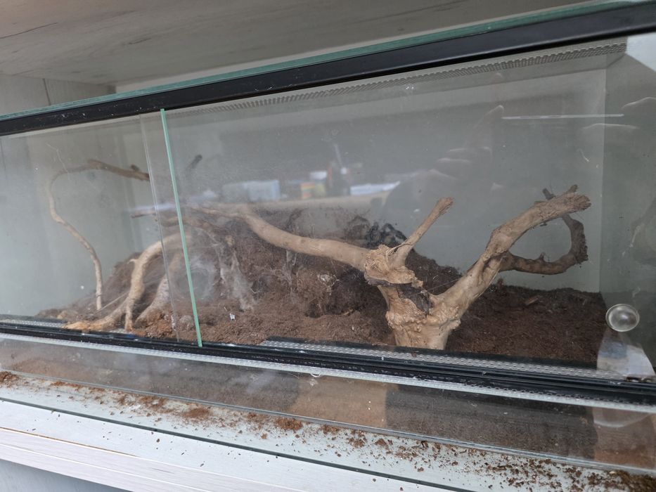 Monocentropus balfourii grupówka terrarium pająk