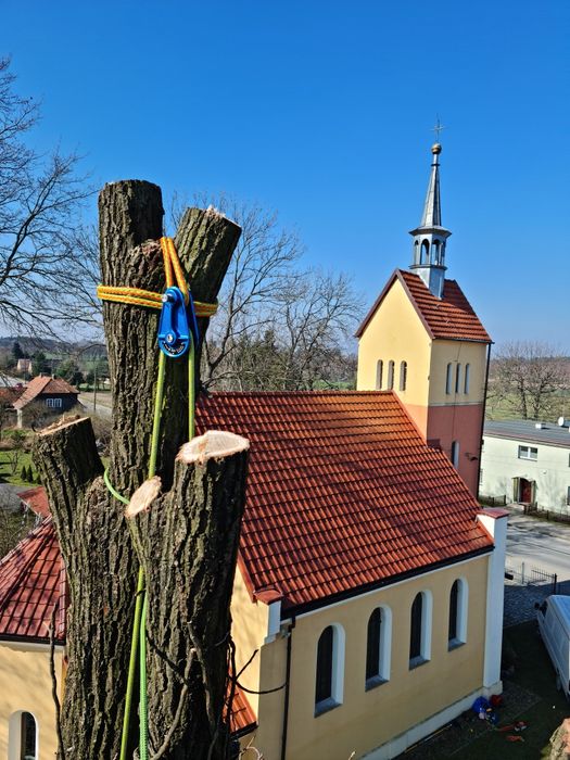 Arborysta, alpinistyczna wycinka i pielęgnacja drzew, zrębkowanie