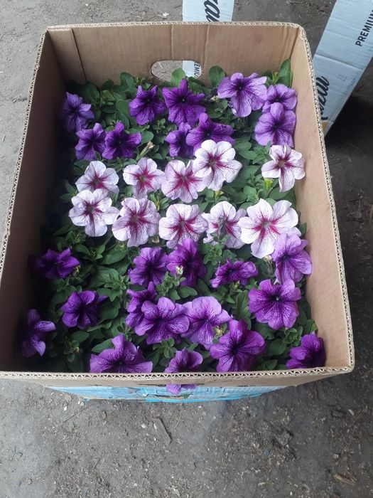 продам питунью сальвия