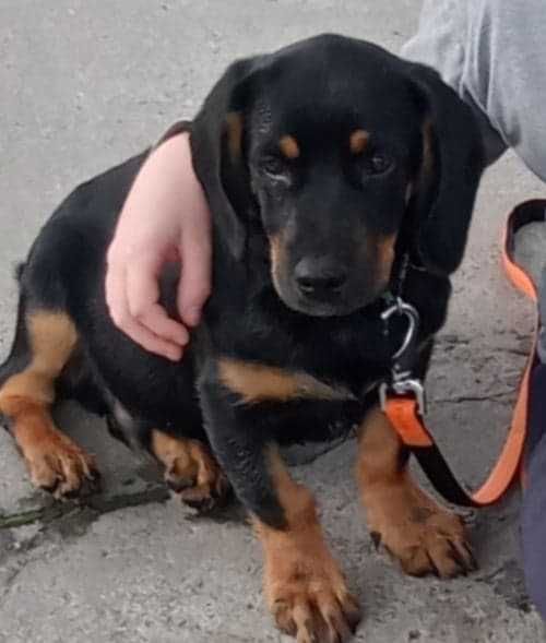 Pies wabi się Lolek, czarny podpalany kundelek nagroda!!!