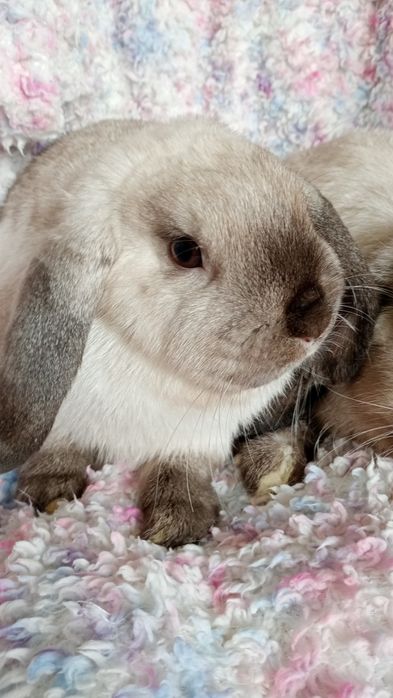 Karzełek Baranek Syjamski Mini Lop