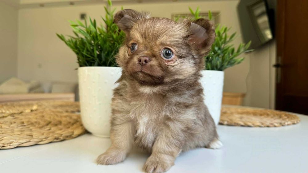 Chłopczyk Mini Chihuahua z Rodowodem Liliiowy Calvin