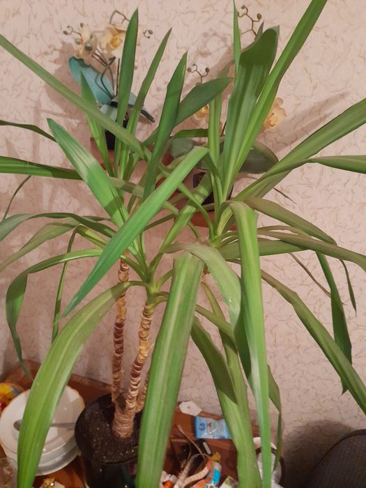 Юкка комнатная и другие цветы