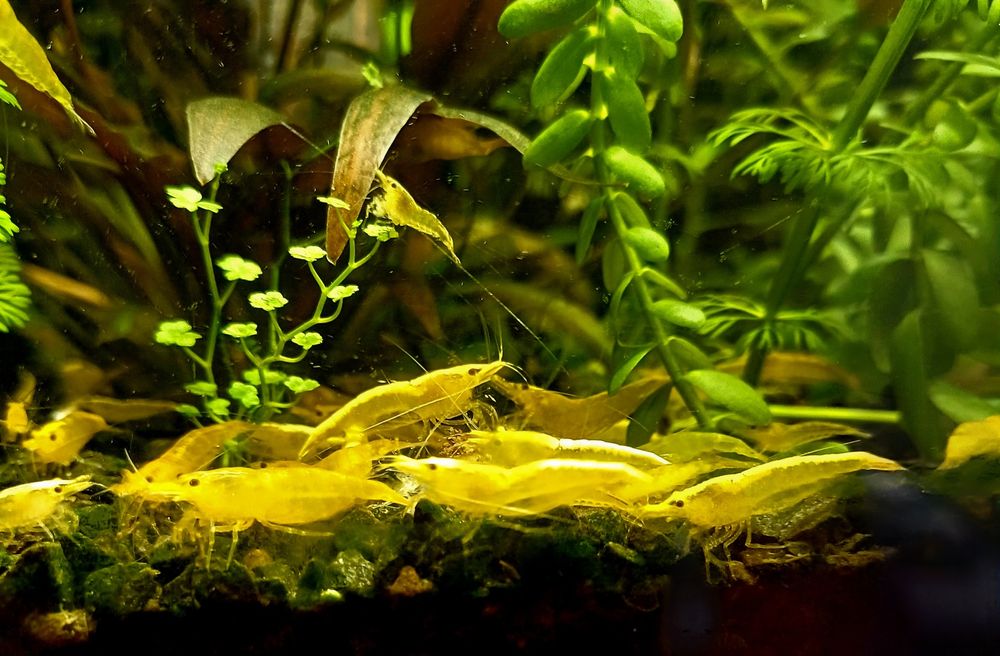 Krewetki neocaridina YELLOW