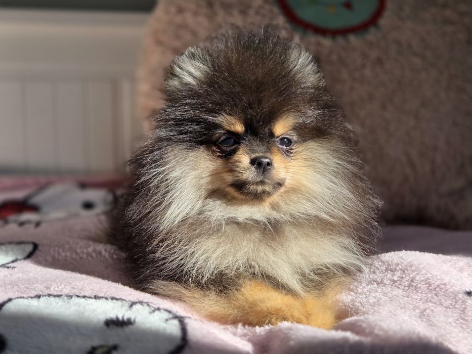 Szpic miniaturowy (chłopiec) black tan