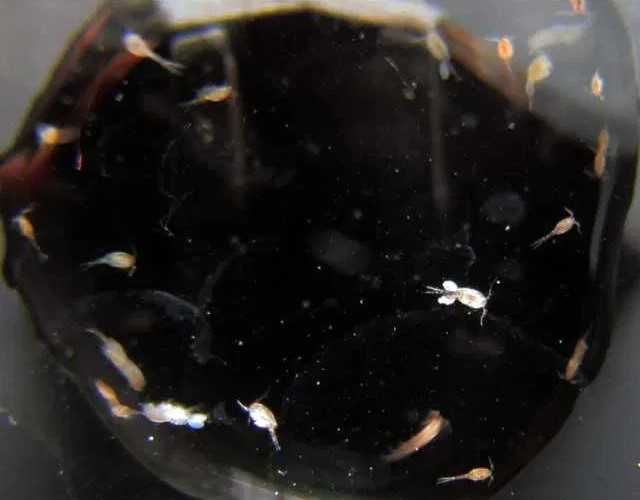 Ostracod/Dáfnia/Planária/Tenébrio/Colembolo/Isópode - alimento vivo