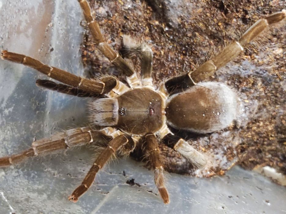 Hysterocrates gigas.dorosła samica