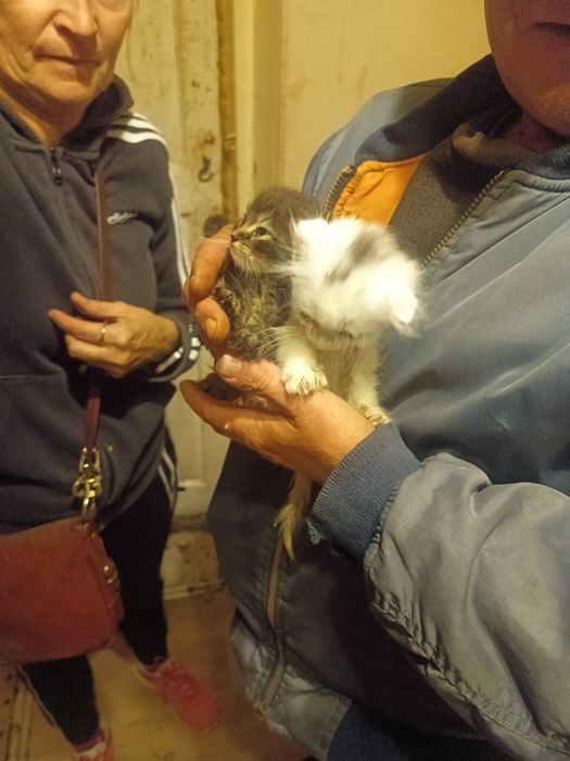 Котята скоттиш фолд