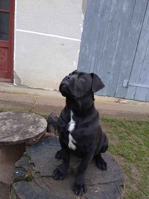 Кане корсо дівчинка