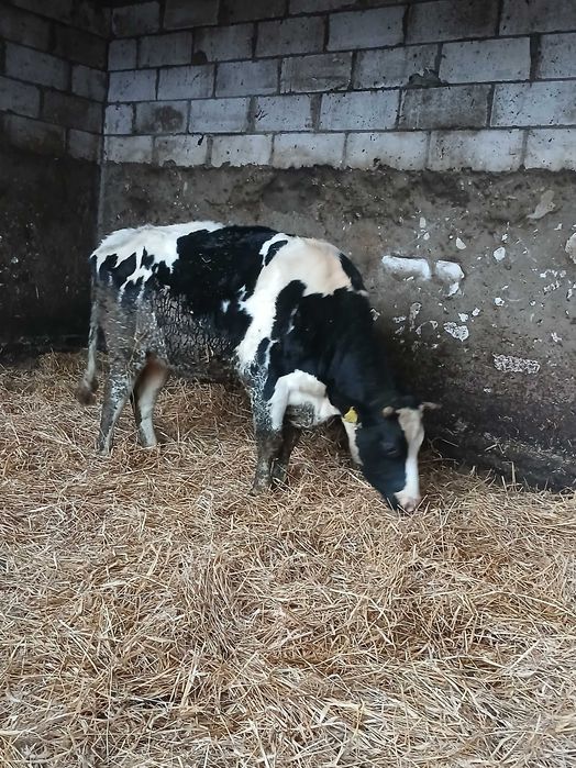 Sprzedam dwie jalówki wysokocielne