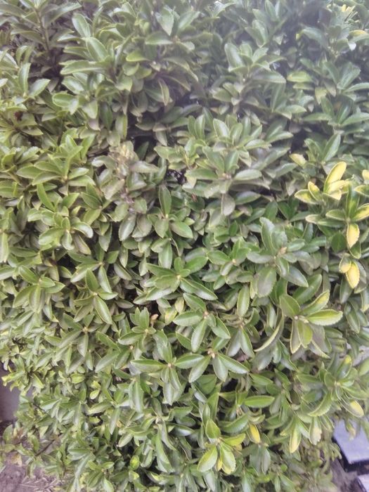 Manutenção de jardim