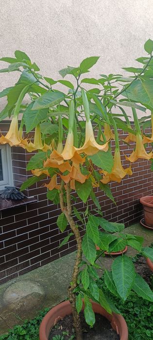 Datury, hortensje, hibiskusy i inne kwiaty ogrodowe