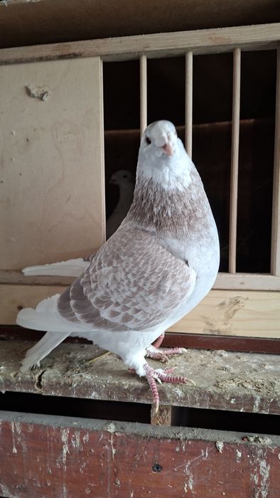 Gołębie standard samiczka 23r