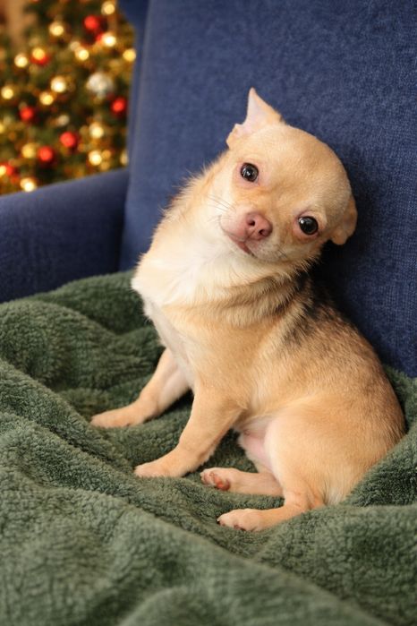 *SONIC* biszkoptowy chihuahua