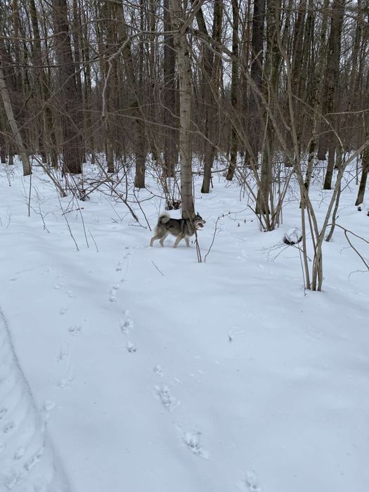 Продам лайку ЗСЛ
