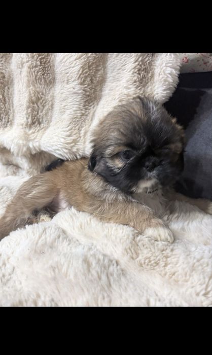 Szczeniaczek Shih tzu