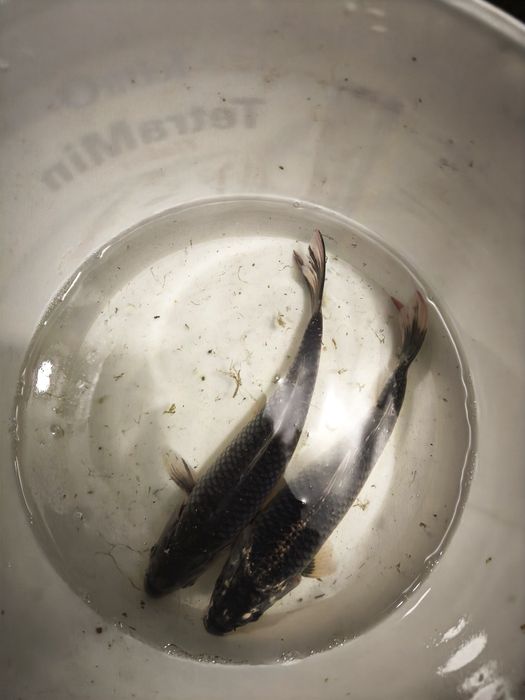 Carpas koi criação propria