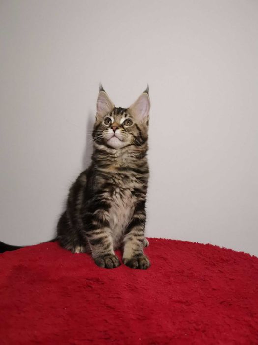 Мальчик котенок породы чаузи