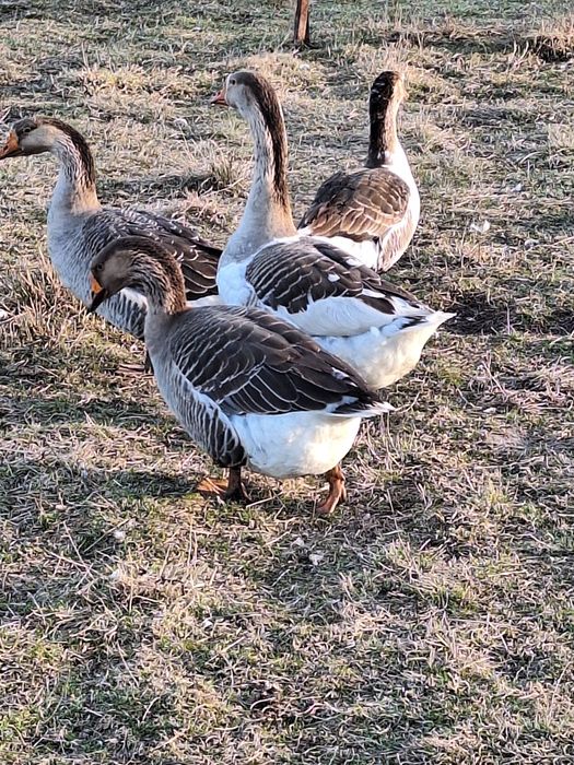 Jaja legowe,jajka perliczki ogolnej ,perliczek brojler indykow gesi.