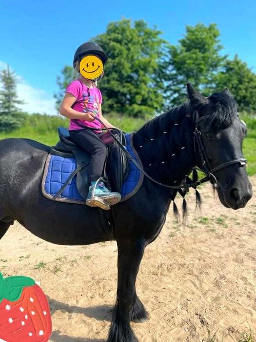 Tinkery/gypsy coby całe STADO