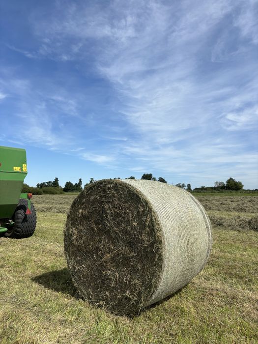 Siano suche bez deszczu dla koni, bydła